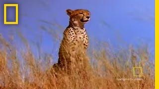 Cheetah vs. Gemsbok | Fast and Furious