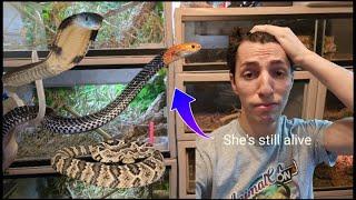 Kraits, Cobras, and Rattlesnakes!