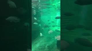 Relaxing Fish Watching at the Calgary Zoo | Aquatic Life Up Close! 