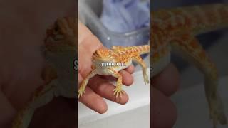 Baby Bearded Dragon - Red Morph! #reptiles #beardeddragon