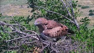 קורע את הלב - Israel Raptor Nest Cam - עופות דורסים בשידור חי