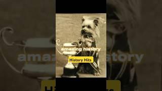 Smoky The Tiny Dog That Became a WWII Hero! #shorts #history #facts