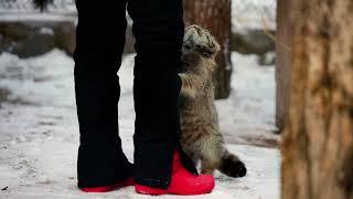 Pallas's cat are happy to see a keeper who brought her a tasty meal