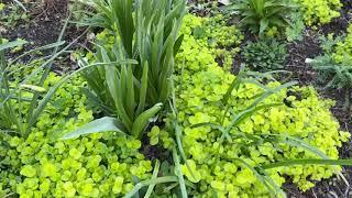 Plant Review: Creeping Jenny or Creeping Charlie, aka Lysimachia