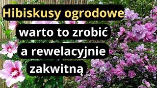 HIBISKUSY- ketmie syryjskie, triki na bujne kwitnienie, jak formować drzewko z hibiskusa ogrodowego