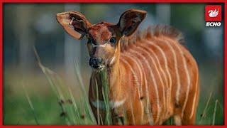 Rare and endangered animal born at Chester Zoo