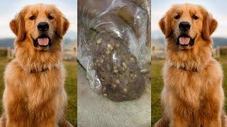 Removing mangoworm in dog | Mangoworms removal in dog #52