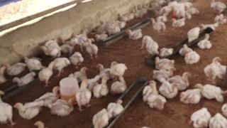 Day 24(3weeks 3days old broilers) of raising 1,000 broilers for 6weeks