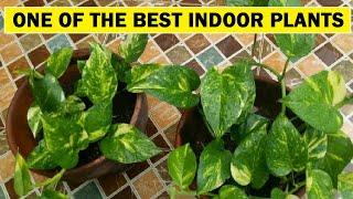 ADD THIS INDOOR PLANT TO YOUR HOME AND YOU'LL START EXPERIENCING ALL THE HEALTHY BENEFITS ASAP