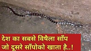 रात को घूमनेवाला देश का सबसे विषैला साँप करैत.. common krait: most venomous