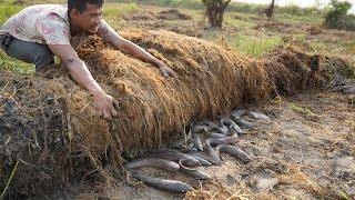 Wow! Amazing fishing - Searching & Catfish In Big Secret Hole Dry Season By Fisherman Skills