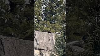 Bison Carcass Hangs Over A Cliff In Yellowstone Nat. Park