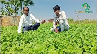 Coriander Crop treated by Biowax Organic