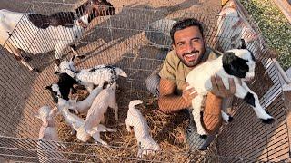 Hamre Pas Total 8 Baby Goats Hogae Hain