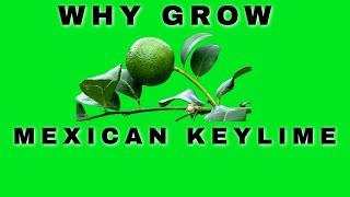 THE BENEFITS OF GROWING A MEXICAN KEY LIME TREE  #KEYLIMETREEINCONTAINERS