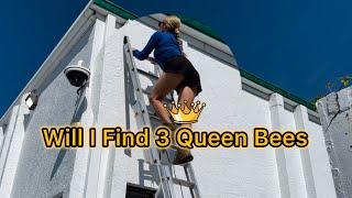 I Have to Find Three Queen Bees