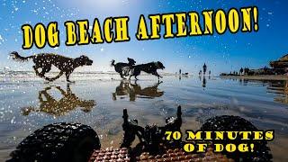 DOG BEACH MUTT MANIA!  Dog Beach San Diego with dog chases in sand and water!  [EXTENDED CUT]