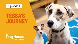 Tessa's New Forever Home  | The Dog House Australia | Channel 10