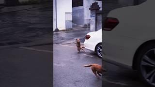 Dogs/Cats: Teach you how to drift! #cat #funny #dog