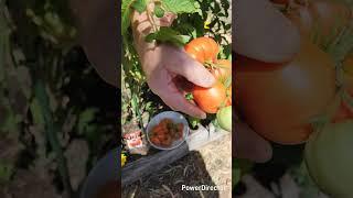 Huge Genuwine pick and weight #shorts #australia #birds #garden #fruit #vegetables
