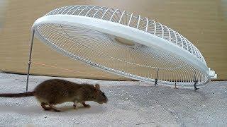 Electric fan guard Mouse/Rat Trap