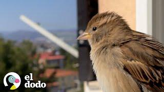 Pareja rescata a un gorrión bebé y convierten su sala en un hábitat para ella | El Dodo