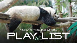 [𝟰𝗞] 자려고 틀었는데 시청각 풀 각성되는 𝗣𝗟𝗔𝗬𝗟𝗜𝗦𝗧｜#판다와Song #11