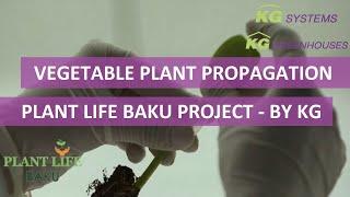 Vegetable plant propagation at Plant Life Baku - a KG Project