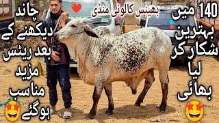 Bhains Colony Mandi Karachi Cattle Latest Rates Update 29 May 2025 | Cow Mandi 2025 | Bakra Eid 2025