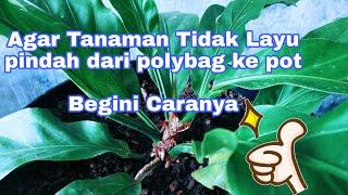 Cara Memindahkan Tanaman dari Polybag ke Pot agar Tidak Layu - KEBUNCILIK