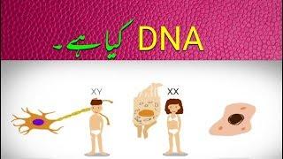 Genes DNA and Chromosomes explained Urdu | جینز اور ڈی این اے کیا ہے؟