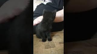 Кот Бегемот. Первый день на новом месте.