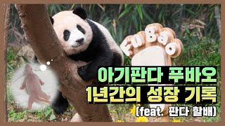 A Baby Panda FuBao's Growth Records for A Year | Everland Panda World 'FuBao'