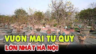 Tròn mắt trước vườn mai tứ quý số 1 thành phố Hà Nội | Mạnh Bonsai review