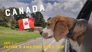 Cute beagle goes to Canada