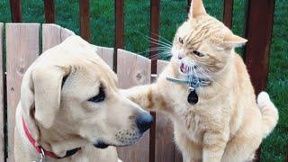 Cats vs Dogs Fighting - Funny Cats and Dogs Compilation || PETASTIC 