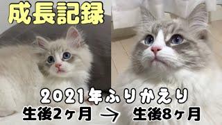 子猫の成長記録！2021年を振り返ってみた！【サイベリアン】