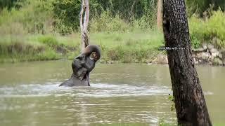 Elephant enjoying water.