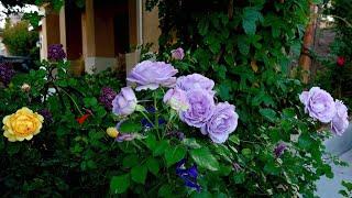 前院，送走春花，迎来初夏（Front Yard, roses last blooming of spring, second blooming starts)