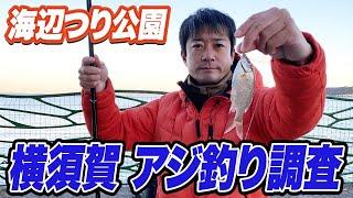 【横須賀海辺つり公園】今年最後のアジ釣り調査！うみかぜ公園と海辺つり公園に通った2024年