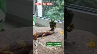 Ящер Цезарь #ящерица #видео #шортс #динозавр #животные #музыка #musik