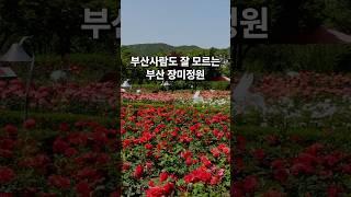 부산사람도 잘 모르는 부산 장미정원 #부산여행 #부산가볼만한곳  #부산기장  #기장여행 #장미공원