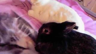 RIP Simba- The Most Beautiful Rabbit In The World