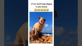 Dogs funny