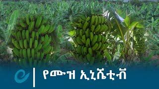 በምስራቅ ሐረርጌ ዞን የሙዝ ኢኒሼቲቭ