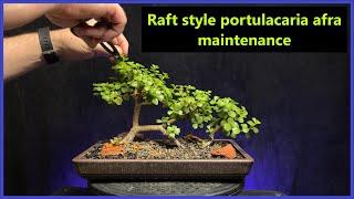 Raft style portulacaria afra bonsai maintenance/ dwarf jade #bonsai #elephantbush