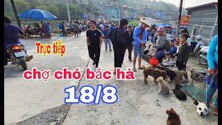 Trực tiếp chợ chó bắc hà ngày 18/8 đủ 500 view mua hộ miễn phí #BacHaTV/ Chợ chó bắc hà