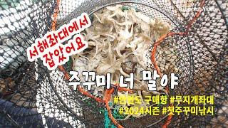 안면도좌대 쭈꾸미 낚시 첫출조 결과 2kg #바다낚시 #fishing #좌대낚시