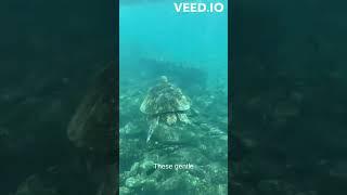 Eternal Navigators: The Enigmatic World of Sea Turtles