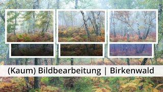 Naturfotografie: Die (wenige) BILDBEARBEITUNG hinter den Fotos aus dem BIRKENWALD